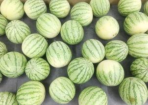 吃瓜真实吃瓜图片高清,高清吃瓜瞬间，尽享夏日清凉