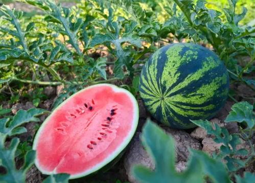 亚太吃瓜,吃瓜群众的狂欢盛宴