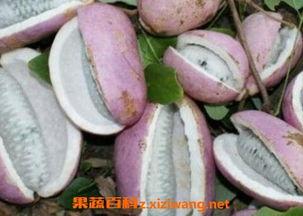 孕妇吃八月瓜,营养与健康的双重保障