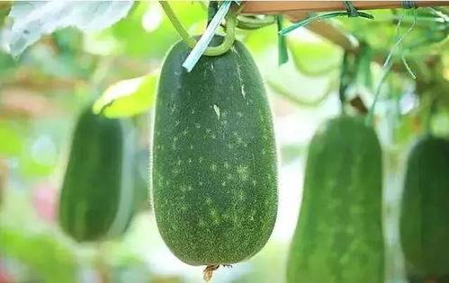 吃瓜到底什么瓜,揭秘“吃瓜群众”背后的瓜界风云