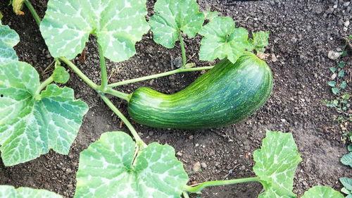 瓠瓜图片怎么吃,从图片到餐桌的华丽变身