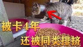 满仓吃瓜的视频