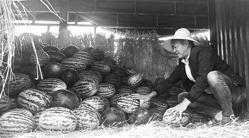 日喀则吃瓜群众视频,吃瓜群众的欢乐时光
