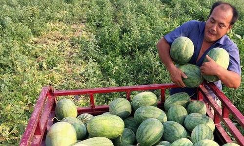 吃瓜前吃瓜后的区别在哪,揭秘吃瓜者的双重世界