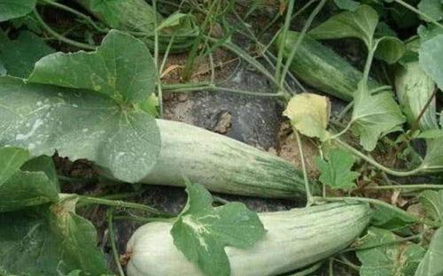 吃酥瓜手脚黄,酥瓜美食引发手脚黄现象揭秘