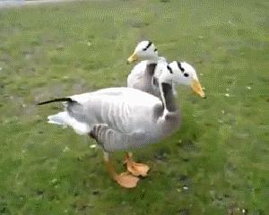 鸭子吃瓜么,揭秘鸭子的饮食习惯