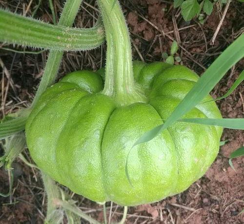 吃瓜姜姜免费,揭秘娱乐圈背后的那些事儿