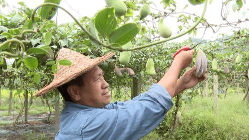 丽水高职吃瓜,揭秘校园生活趣味瞬间