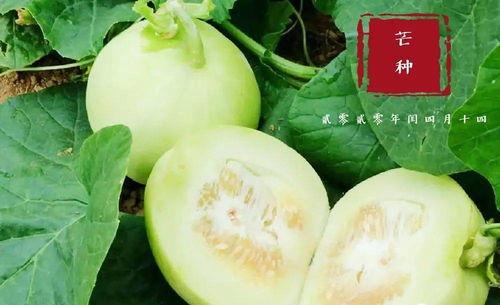 萧县翰林府吃瓜,瓜香四溢，品味古韵美食之旅