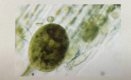 小瓜虫吃藻类吗,揭秘其独特的摄食习性