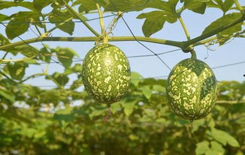 孕妇可以吃吊瓜嘛,孕妇适宜食用吊瓜吗？