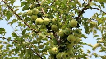 农村娃吃瓜日常,瓜香四溢的乡村生活