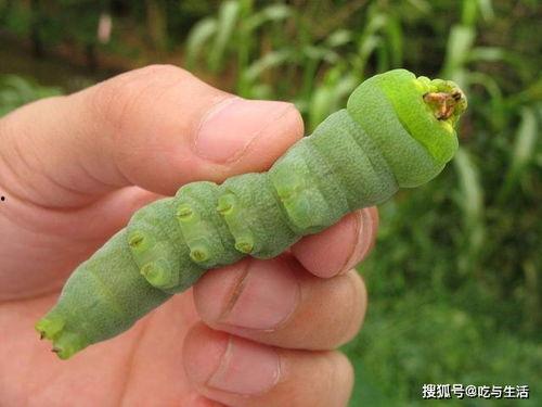 青虫吃瓜胎,自然界的奇妙生命循环
