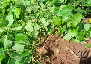 土瓜可以天天吃吗