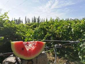 防吃瓜的飞虫,守护宁静生活