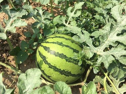 净明吃瓜,揭秘娱乐圈那些不为人知的幕后故事