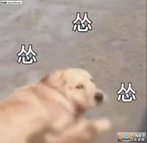 狗子群吃瓜表情包