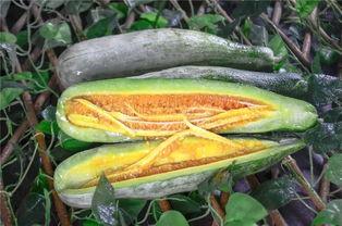 杀人吃心的瓜,杀人吃心事件背后的惊人真相