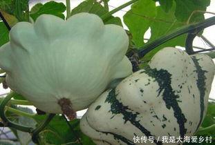 瓜晒干怎么吃,解锁夏日美味新境界