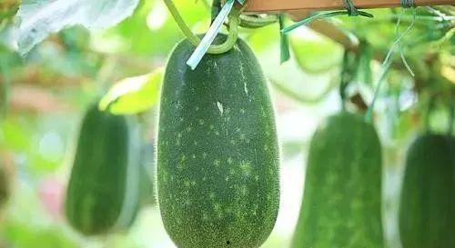 宋小雅夏日吃瓜,宋小雅的甜蜜瓜果时光